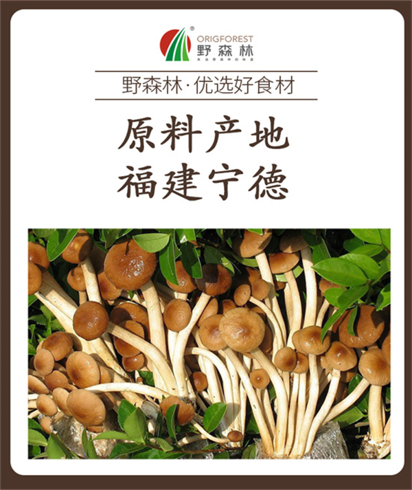 茶樹(shù)菇_06.jpg
